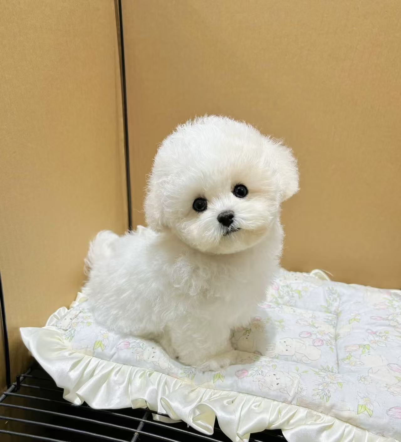 黑葡萄眼自带萌感，适合情感陪伴
